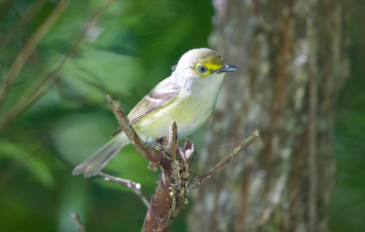 White-eyed Vireo - ML340585161