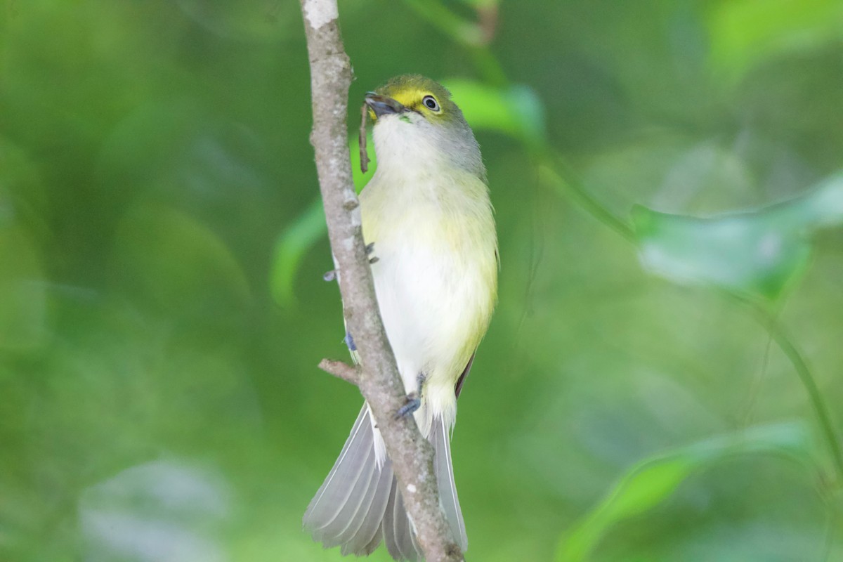 Ak Gözlü Vireo - ML340585171