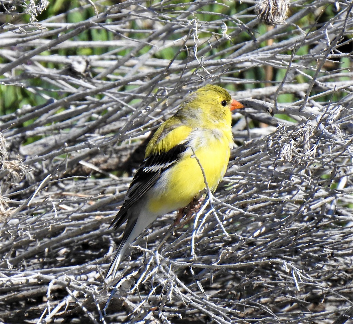 American Goldfinch - ML340585241