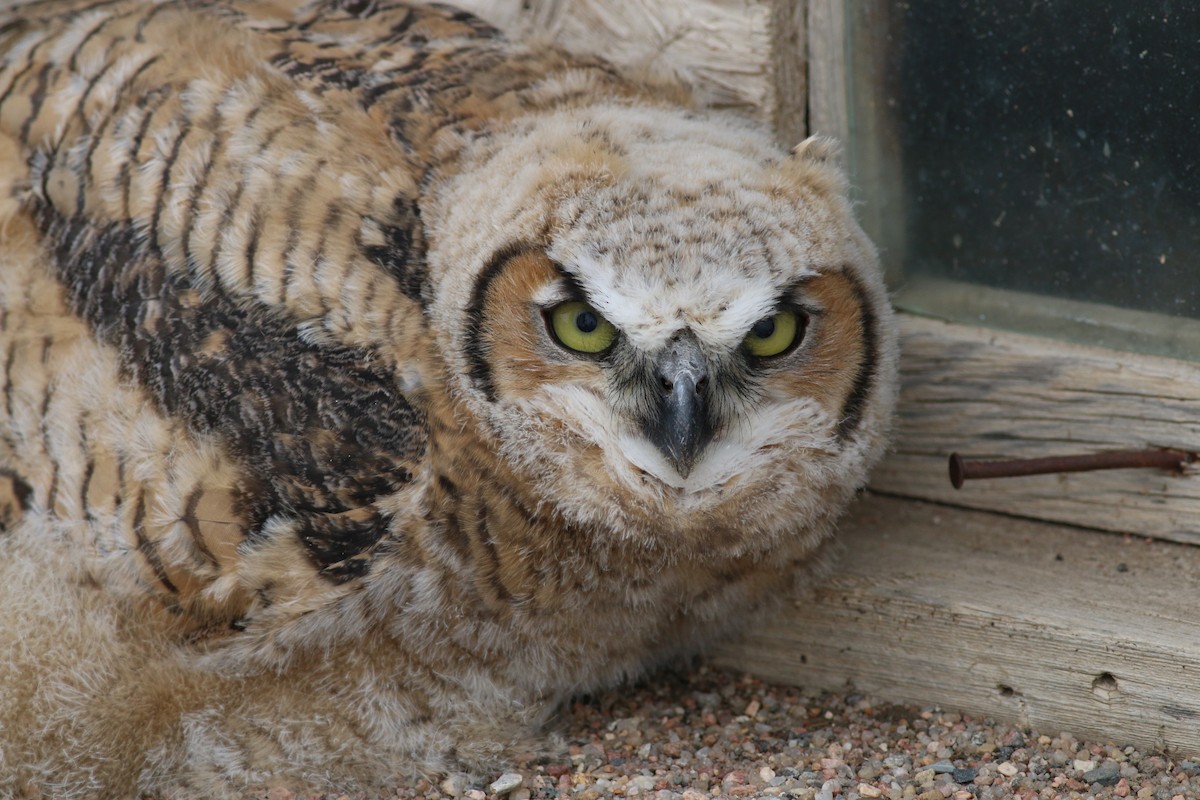 Great Horned Owl - ML34058531