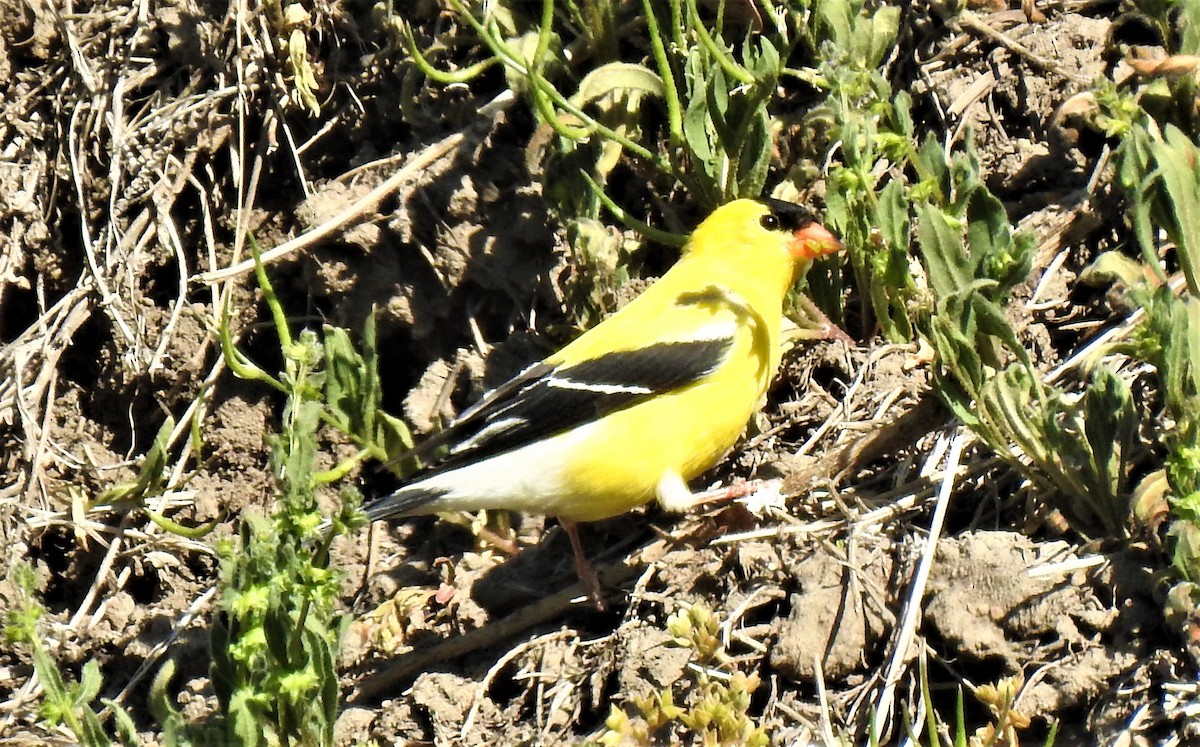 American Goldfinch - ML340585411
