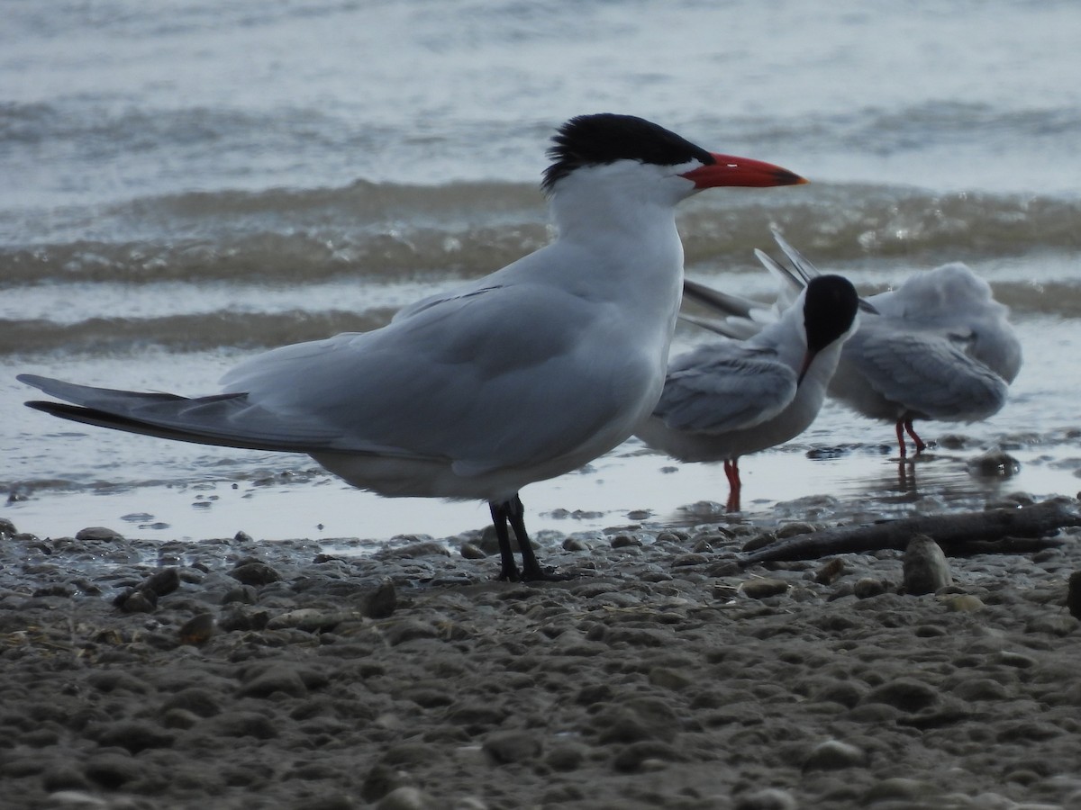 Caspian Tern - Jan Bradley