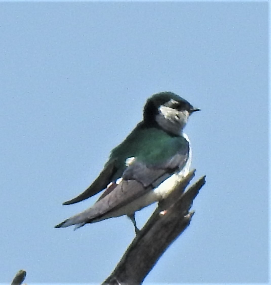 Violet-green Swallow - david gabay
