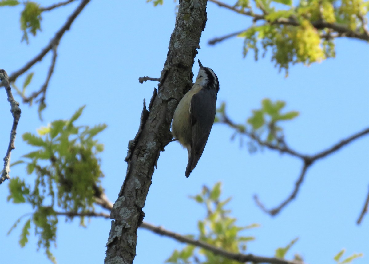 Red-breasted Nuthatch - ML340587671