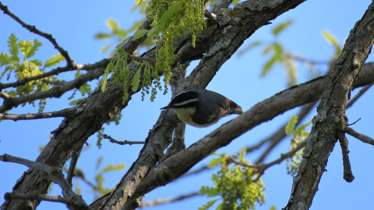 Red-breasted Nuthatch - ML340587731