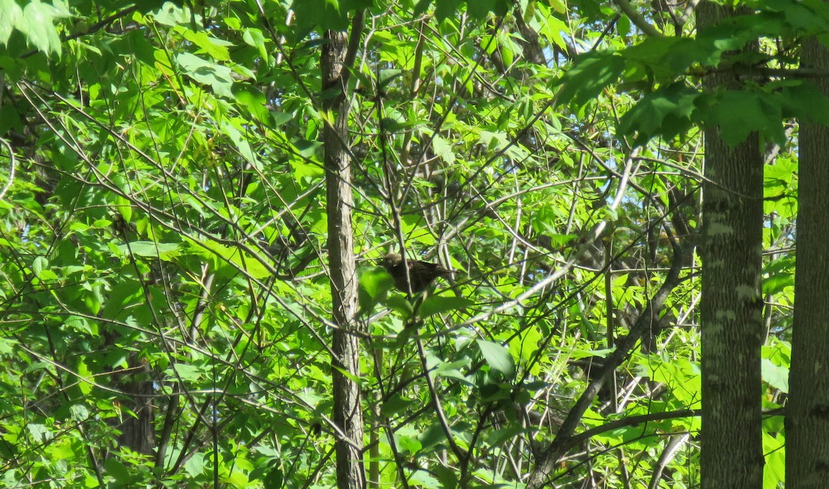 Brown-headed Cowbird - ML340588511