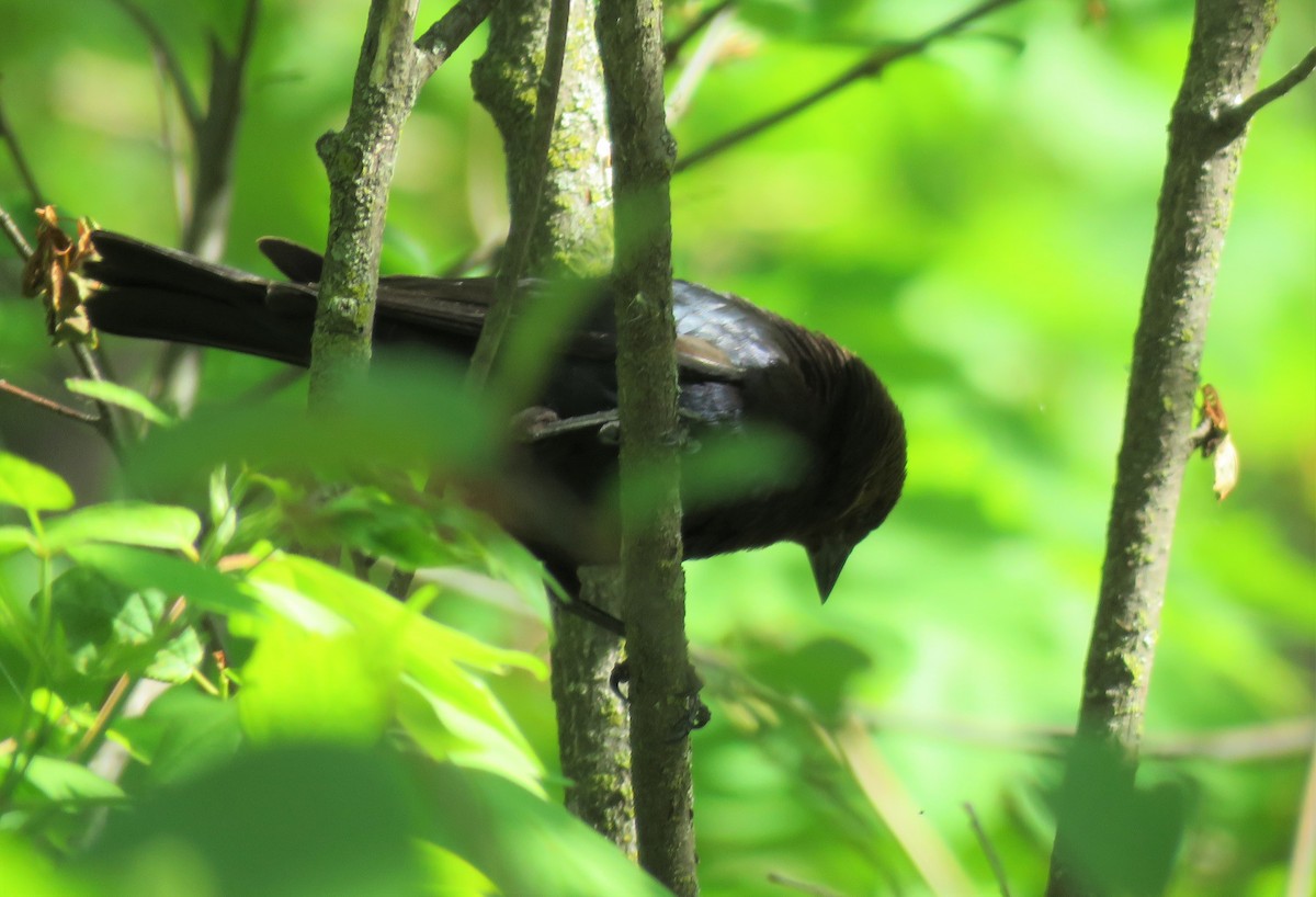 Brown-headed Cowbird - ML340588521