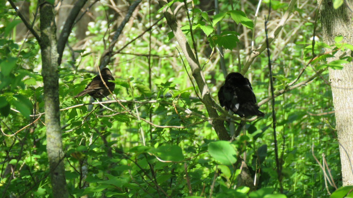 Brown-headed Cowbird - ML340588581