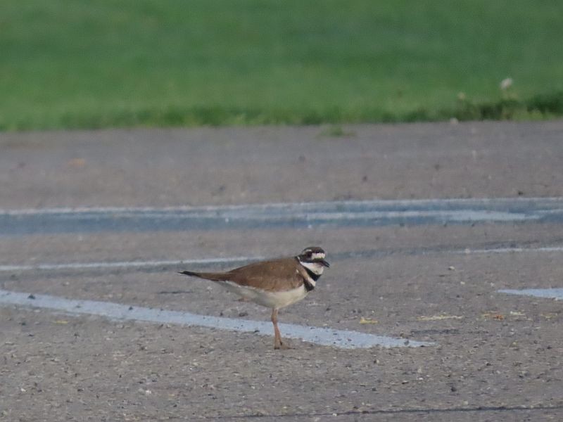 Killdeer - ML340589421