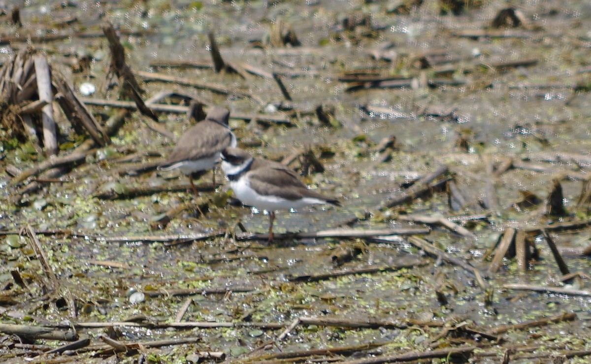 Semipalmated Plover - Cynthia Carsey
