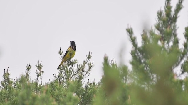 Scott's Oriole - ML340589621