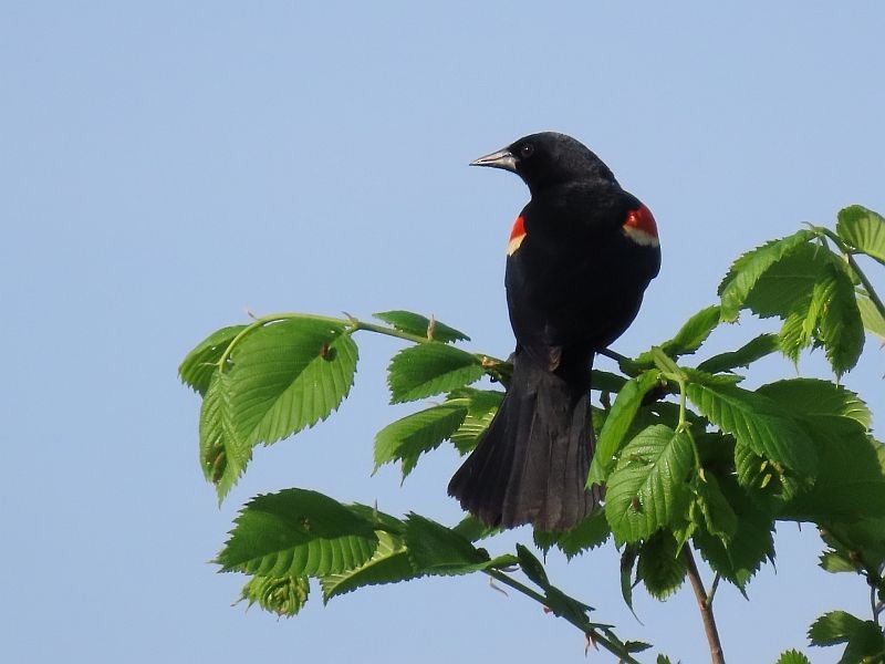 Red-winged Blackbird - ML340589881