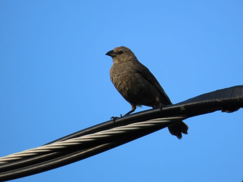 Brown-headed Cowbird - ML340589921