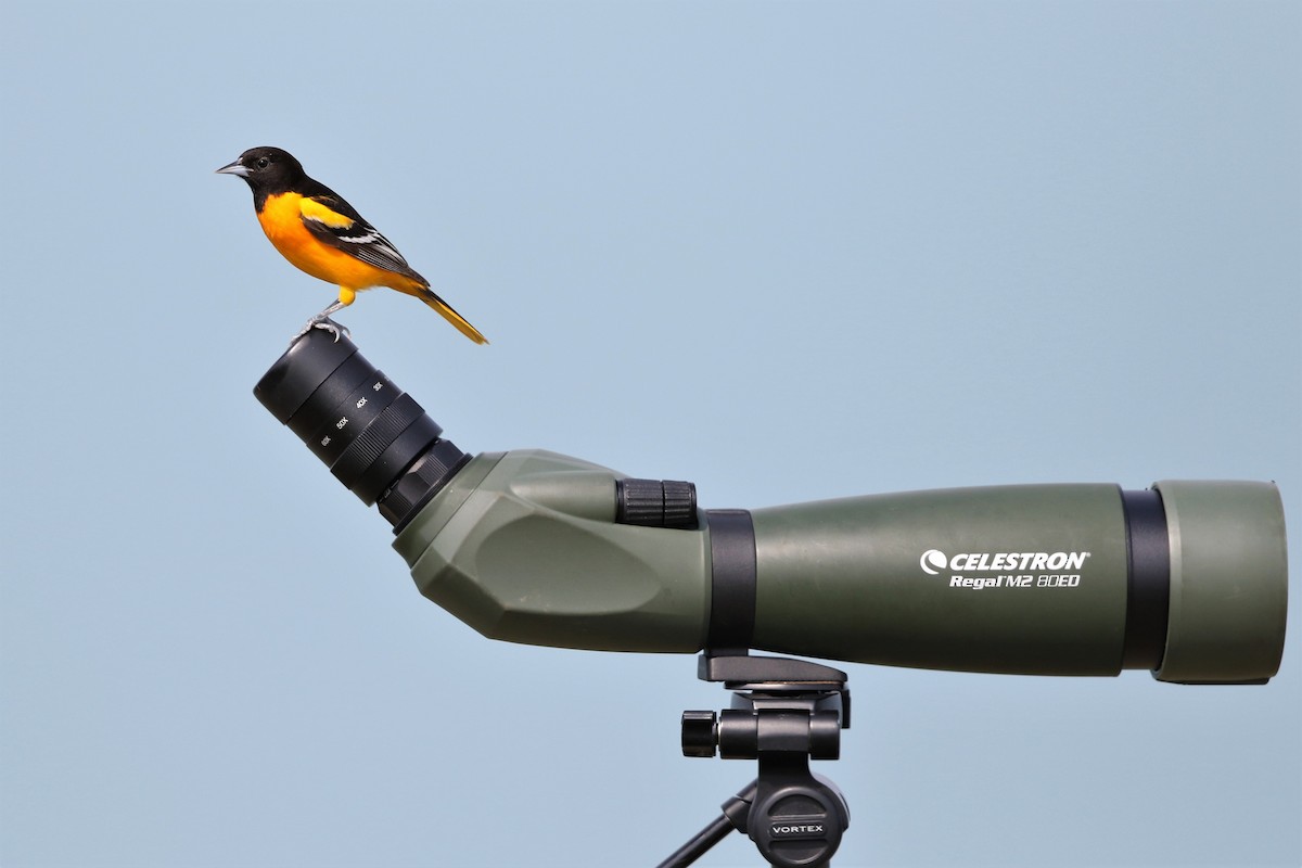 Baltimore Oriole - Nathan Hood