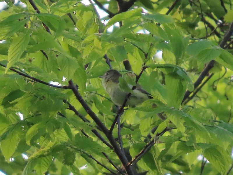 Bell's Vireo - Tracy The Birder