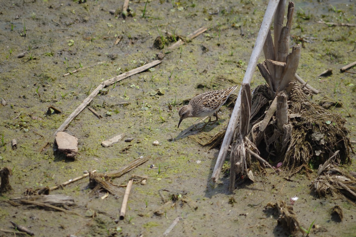 Least Sandpiper - ML340591521