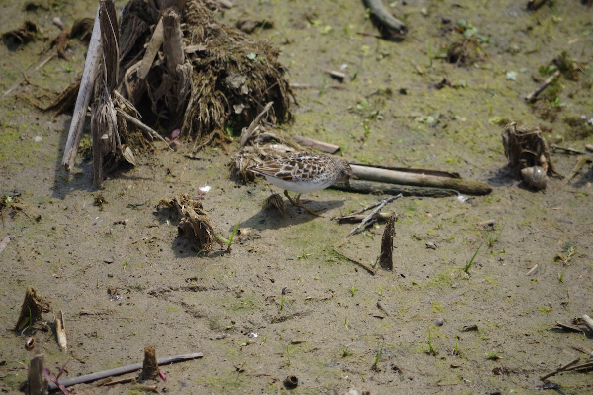 Least Sandpiper - Cynthia Carsey