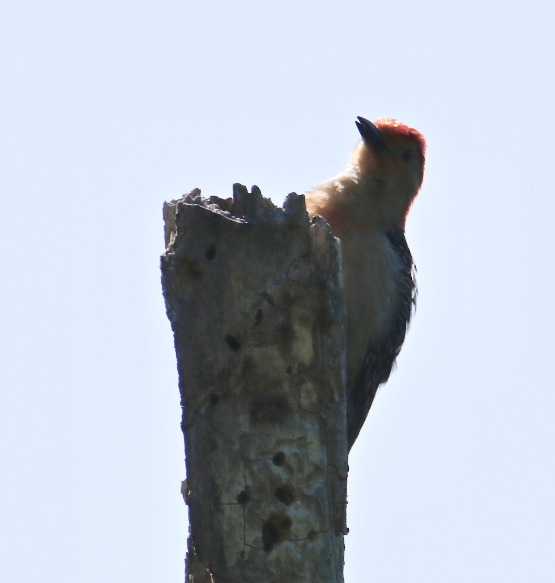 Red-bellied Woodpecker - ML340591941