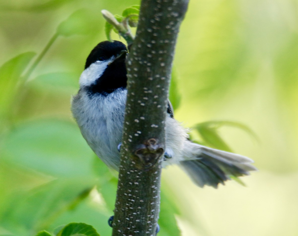 Carolina Chickadee - ML340592481