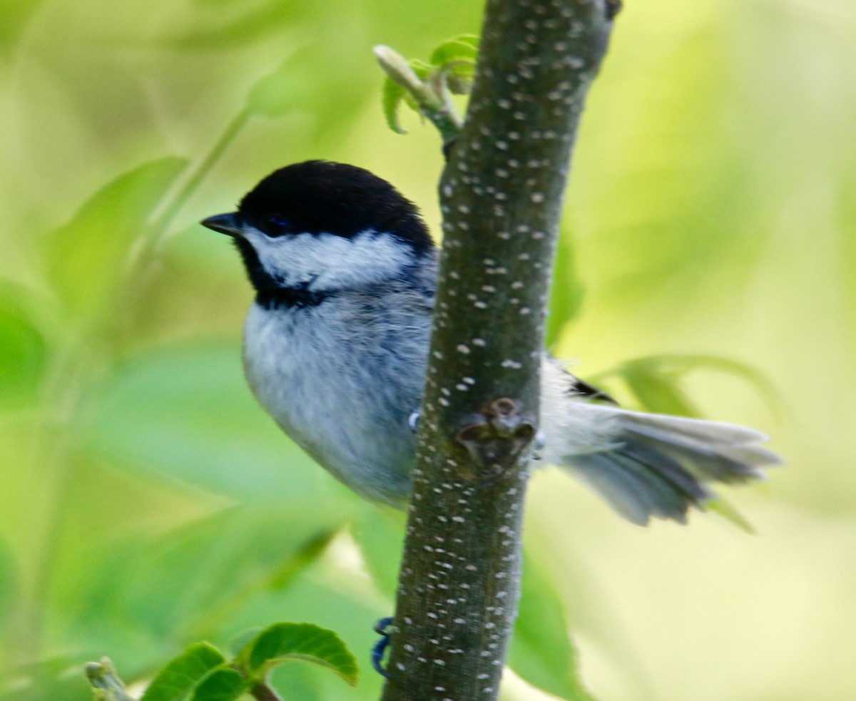 Carolina Chickadee - ML340592501