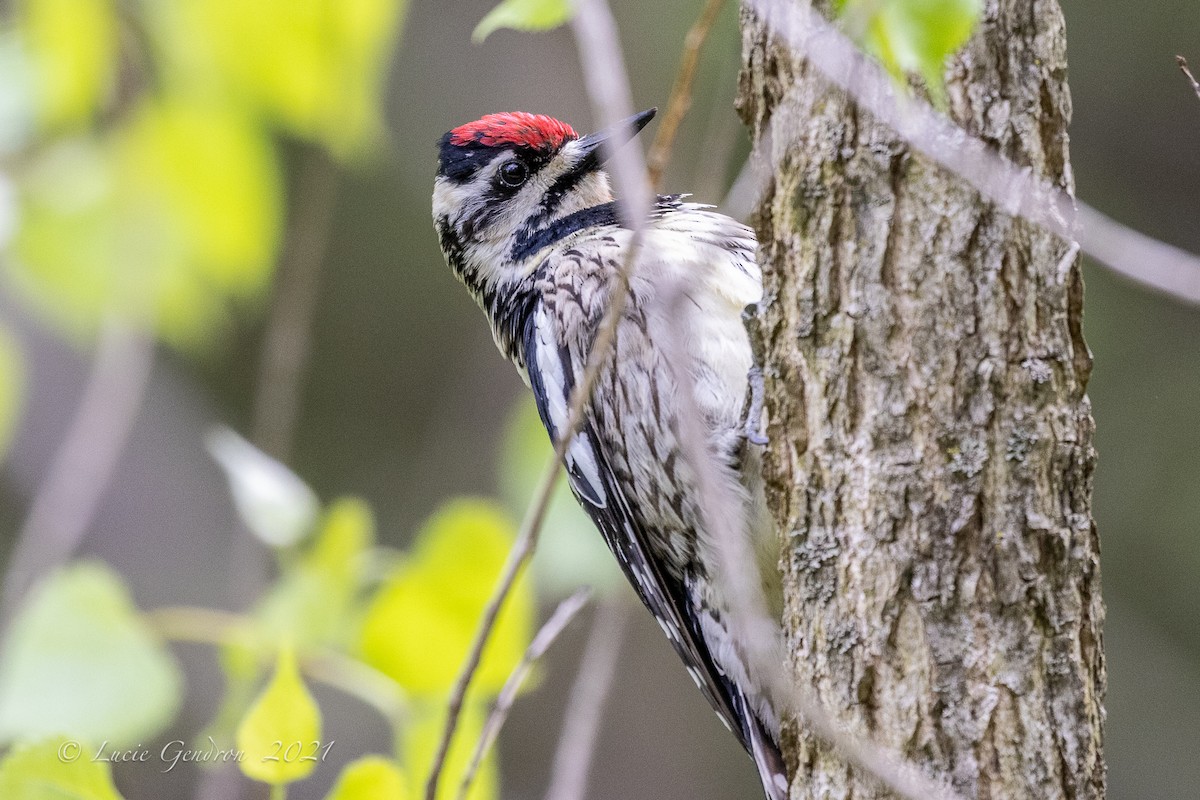 Yellow-bellied Sapsucker - Lucie Gendron