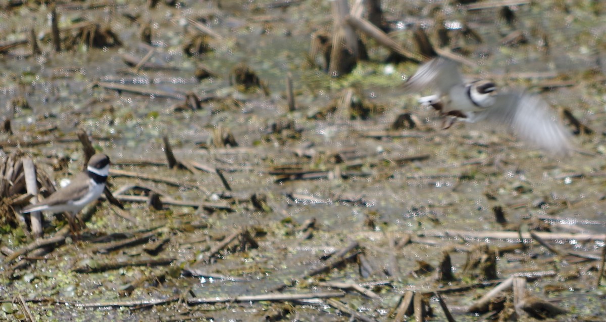 Semipalmated Plover - ML340593551