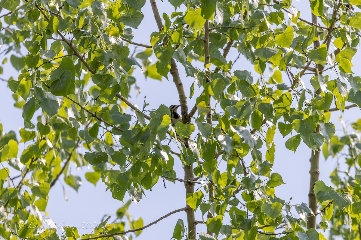 Yellow-bellied Sapsucker - ML340593751