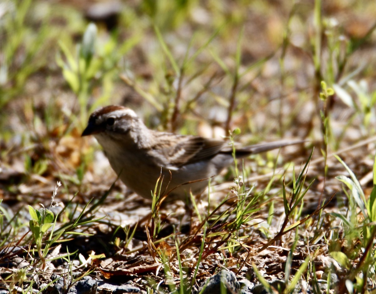 Chipping Sparrow - ML340594371