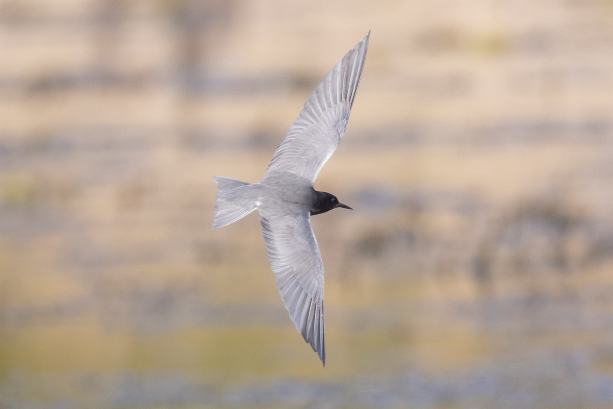 Black Tern - County Lister Brendan