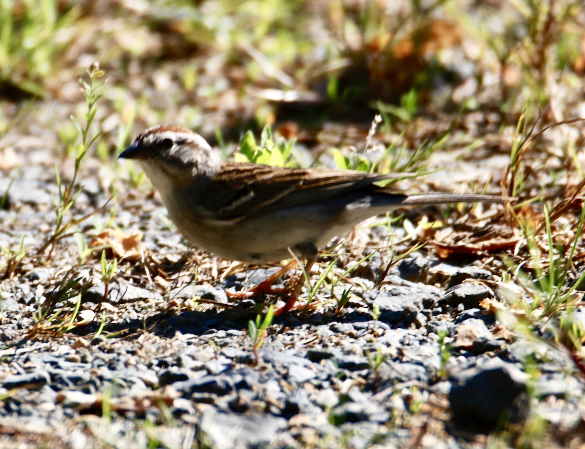 Chipping Sparrow - ML340594801
