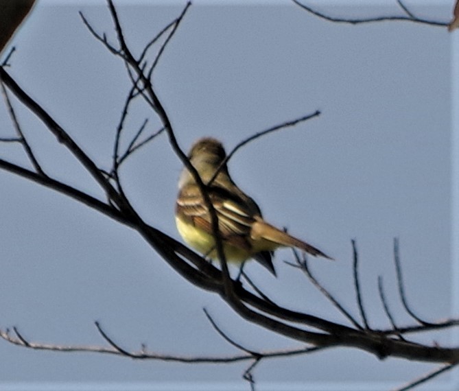 Great Crested Flycatcher - Cynthia Carsey
