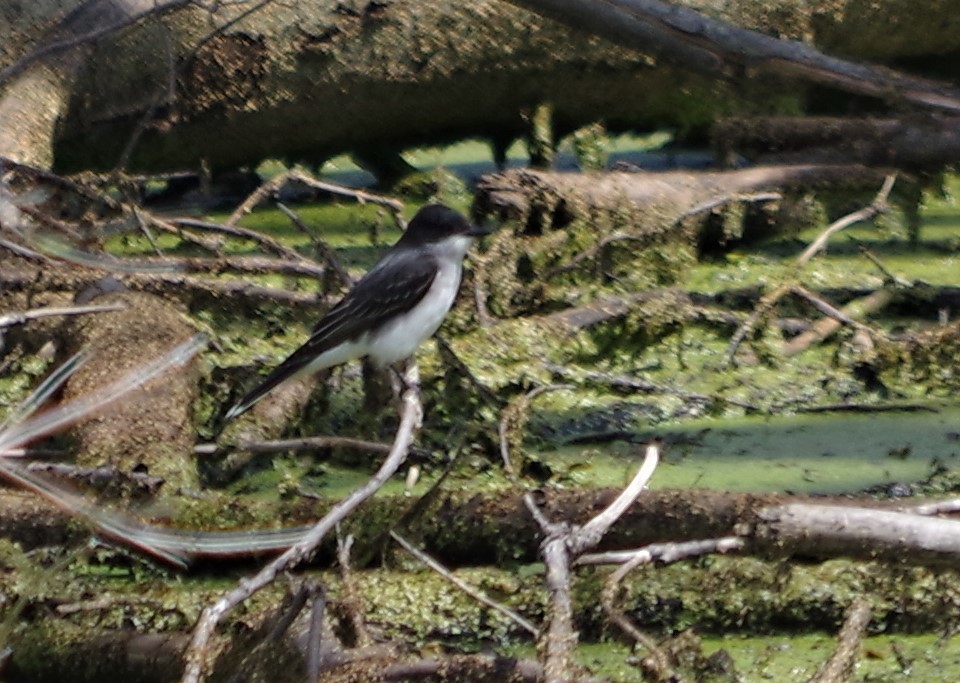 Schieferrücken-Königstyrann - ML340596061