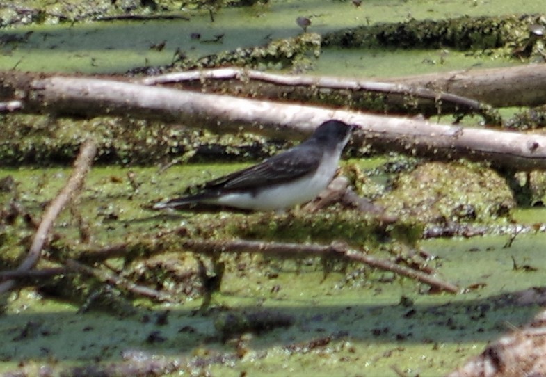 Eastern Kingbird - ML340596161