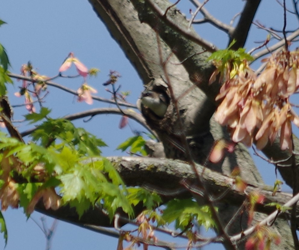 Tree Swallow - ML340596231