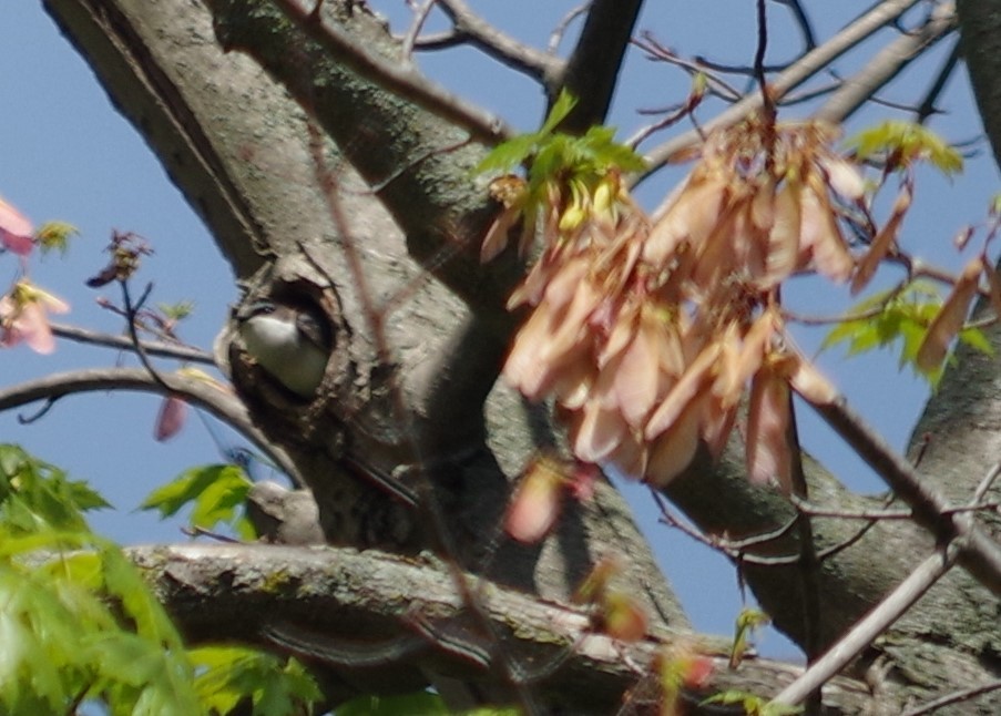 Tree Swallow - ML340596341