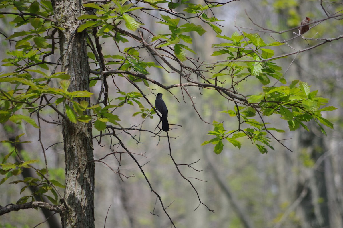 Gray Catbird - Cynthia Carsey