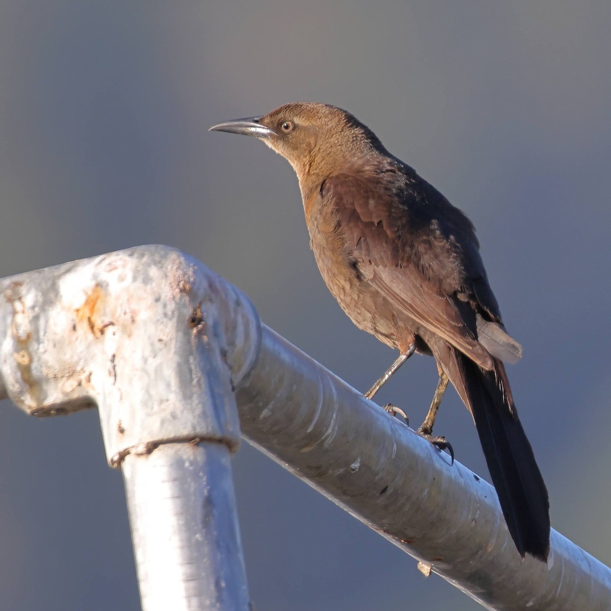 Great-tailed Grackle - ML340597671