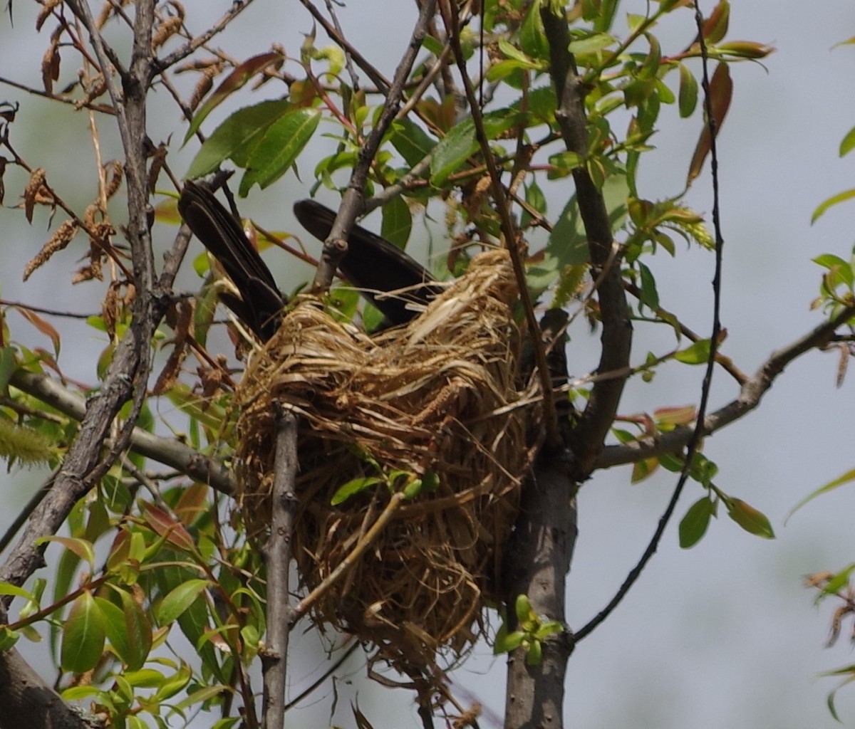 Red-winged Blackbird - ML340597711