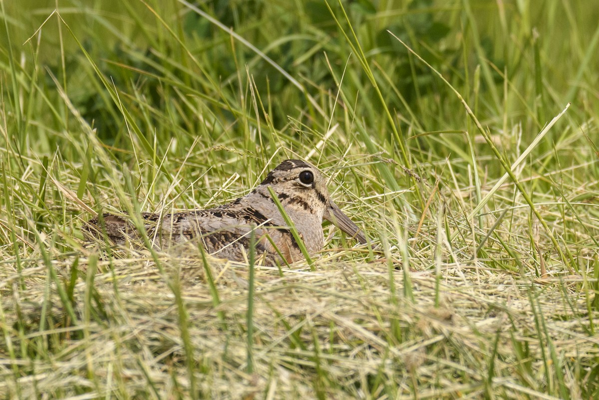 American Woodcock - ML340597831