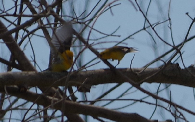 Prothonotary Warbler - Cynthia Carsey