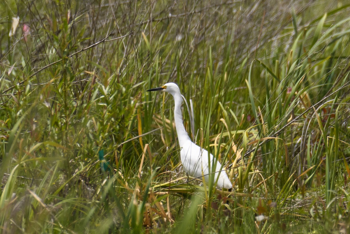 Snowy Egret - ML340597911