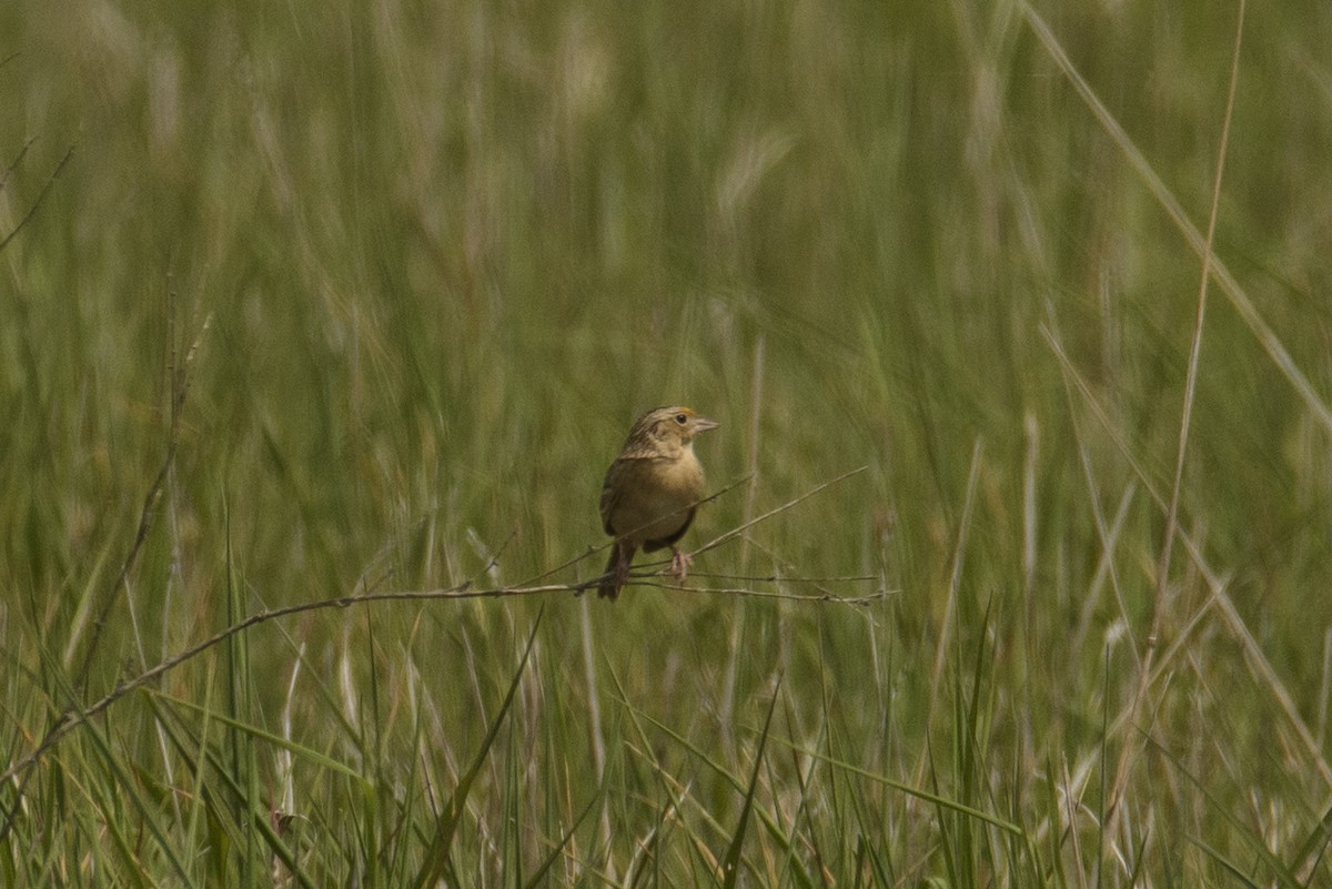 Grasshopper Sparrow - ML340598291