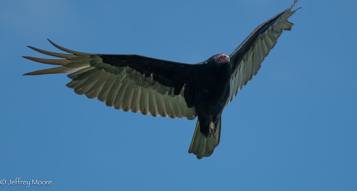 Turkey Vulture - ML340598411