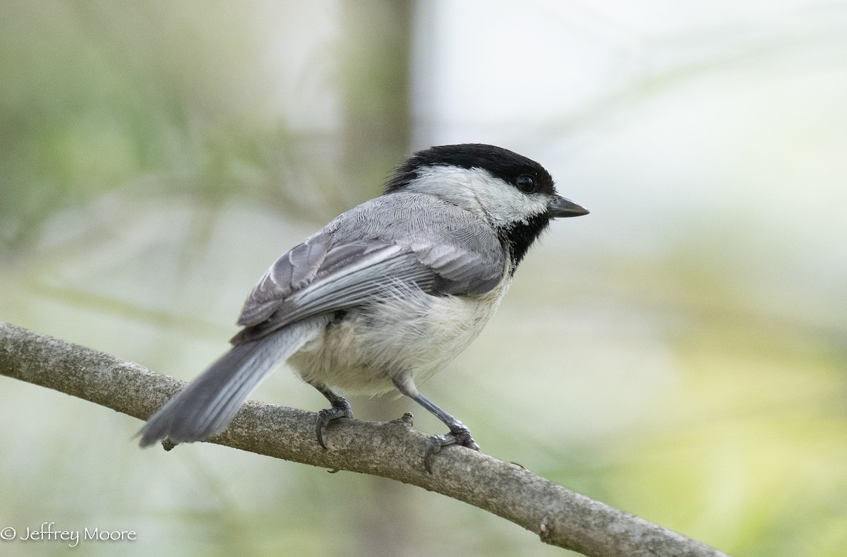 Carolina Chickadee - ML340598921