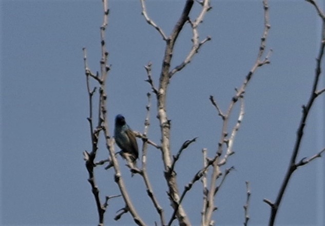 Indigo Bunting - Cynthia Carsey