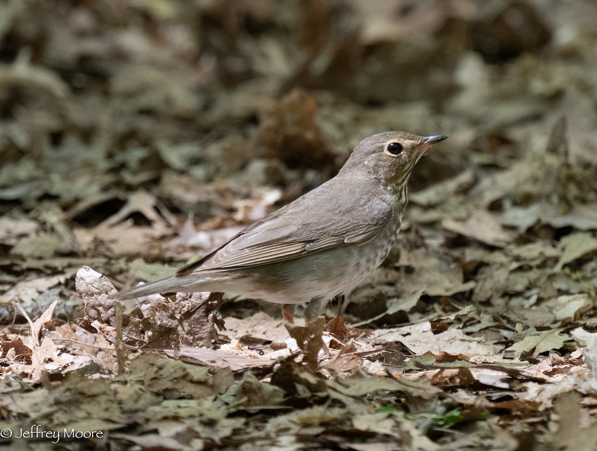 קיכלי זיתני - ML340599621