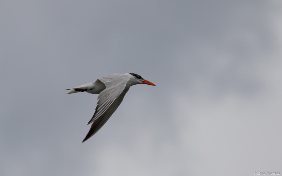 Royal Tern - Chris Thomas
