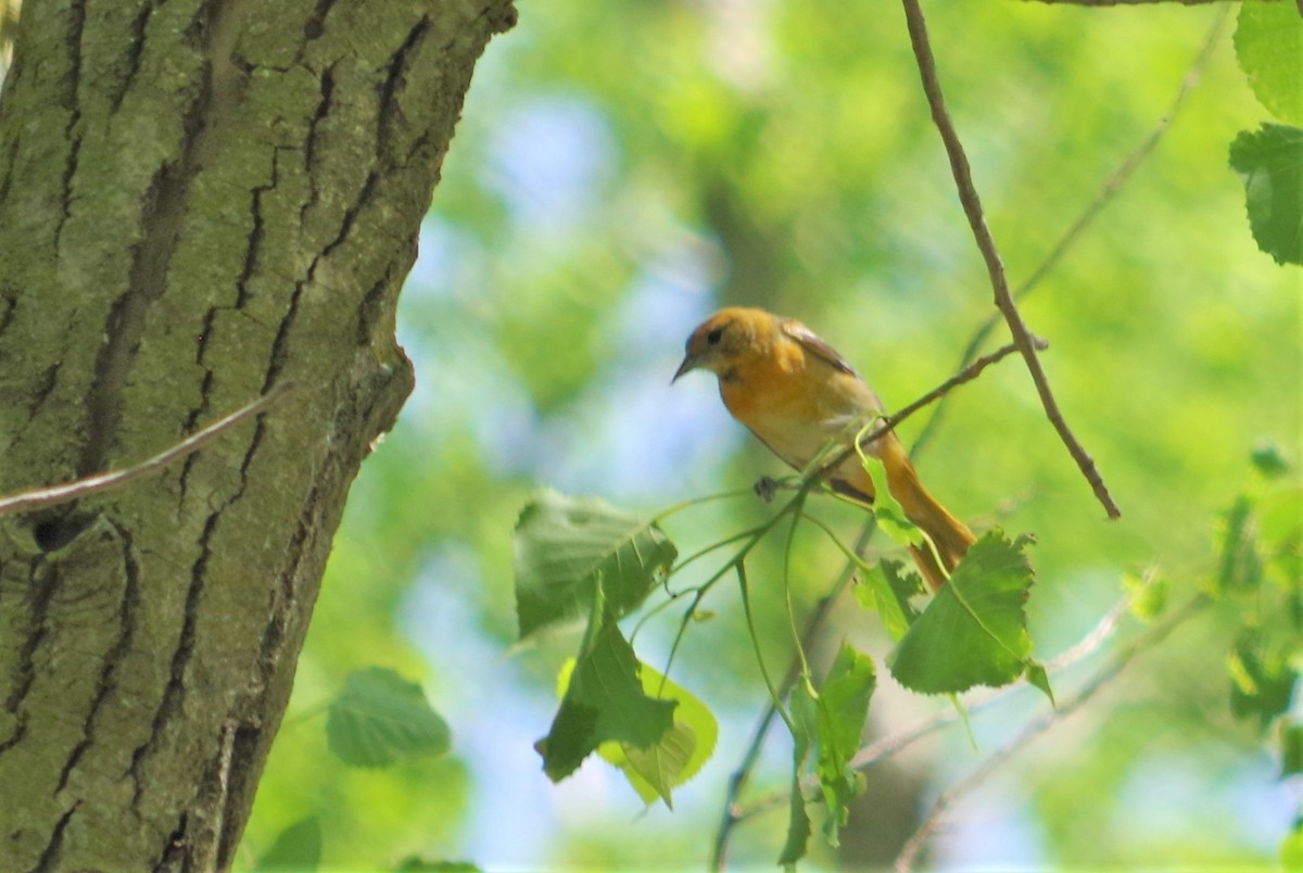 Baltimore Oriole - ML340601991