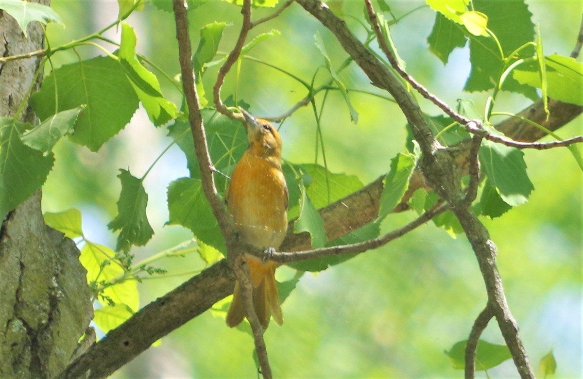 Baltimore Oriole - Cynthia Carsey