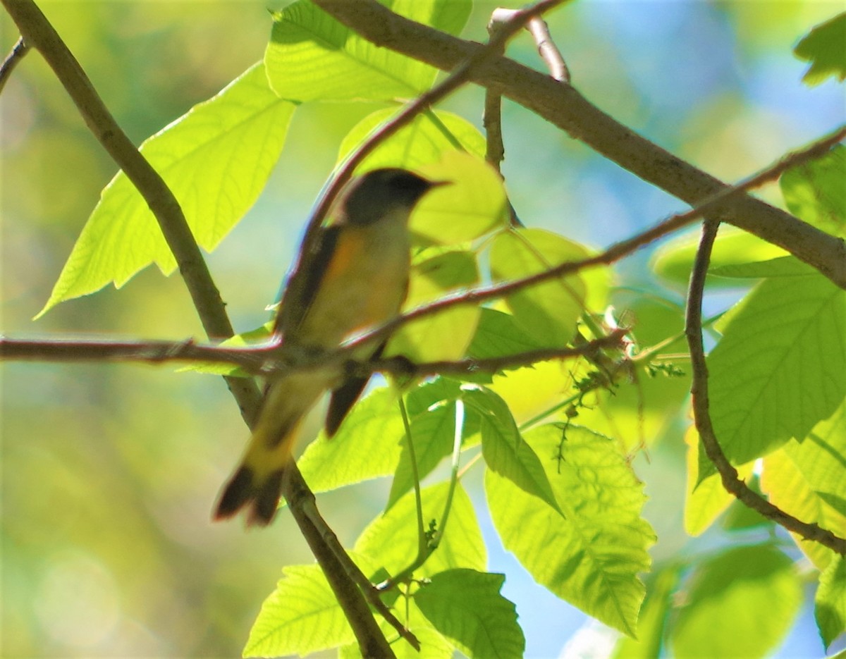 American Redstart - Cynthia Carsey